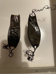 Scyliorhinus stellaris