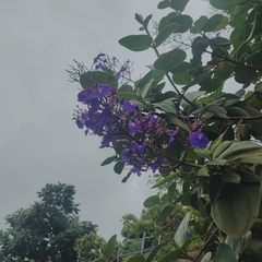 Pleroma heteromallum