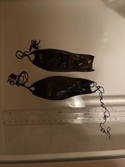 Scyliorhinus stellaris