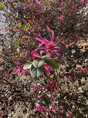 Loropetalum chinense