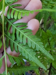Pteris tremula