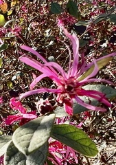 Loropetalum chinense