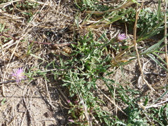 Centaurea aspera