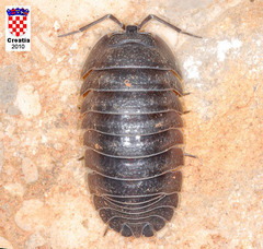 Armadillidium nasatum