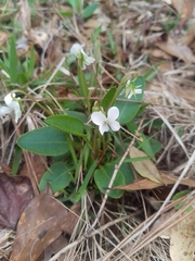 Viola primulifolia