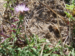 Centaurea aspera