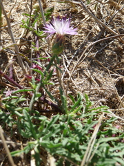 Centaurea aspera