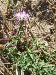 Centaurea aspera