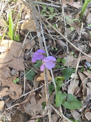 Viola missouriensis
