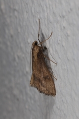 Evergestis isatidalis