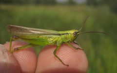 Mecostethus parapleurus