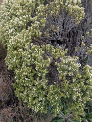 Olearia nummulariifolia