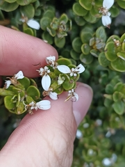 Olearia nummulariifolia