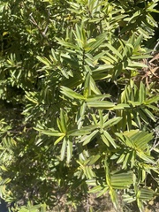 Podocarpus latifolius