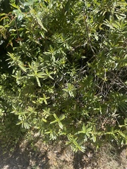 Podocarpus latifolius