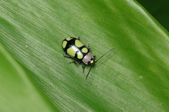 Omophoita octoguttata