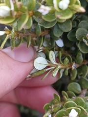 Olearia nummulariifolia