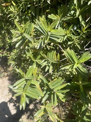 Podocarpus latifolius