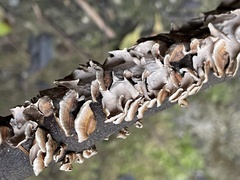 Xylobolus spectabilis