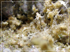 Eubranchus rubropunctatus