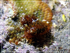 Madrella ferruginosa