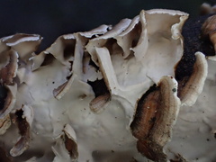 Xylobolus spectabilis