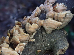 Xylobolus spectabilis