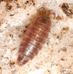 Hyloniscus riparius