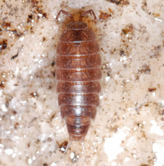 Hyloniscus riparius