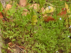 Gilia