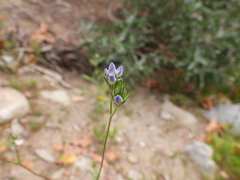 Gilia