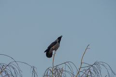 Corvus cornix