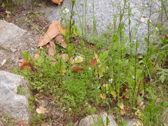 Gilia