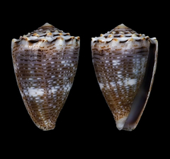 Conus encaustus