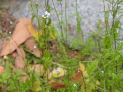 Gilia