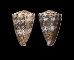 Conus encaustus