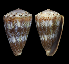 Conus encaustus