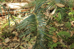 Macrozamia lucida