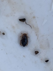 Coptotomus