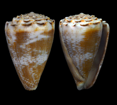 Conus encaustus