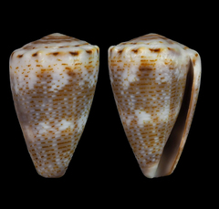 Conus encaustus