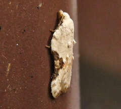 Acleris subnivana