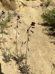 Caulanthus heterophyllus