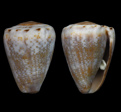 Conus encaustus