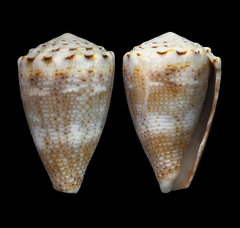 Conus encaustus