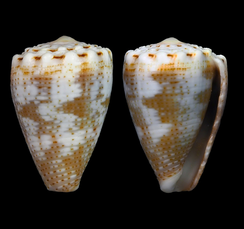 Conus encaustus observed 2012-10-18
