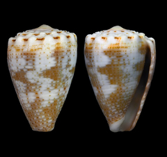 Conus encaustus