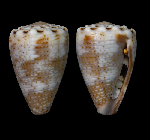 Conus encaustus observed 2012-10-18