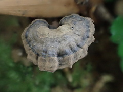 Sanguinoderma rugosum