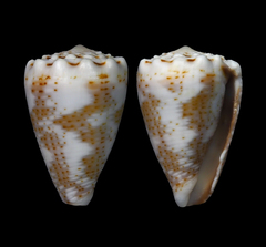 Conus encaustus